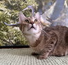 Kisha