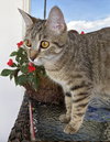 Kisha