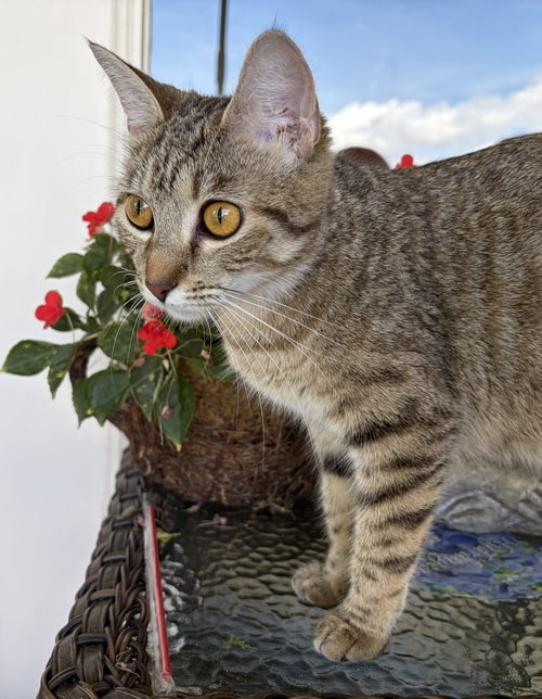 Kisha photo 3