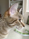 Kisha
