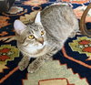 Kisha