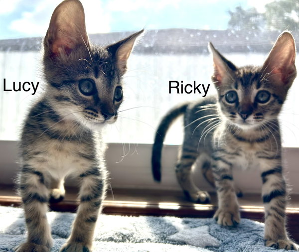 Ricky