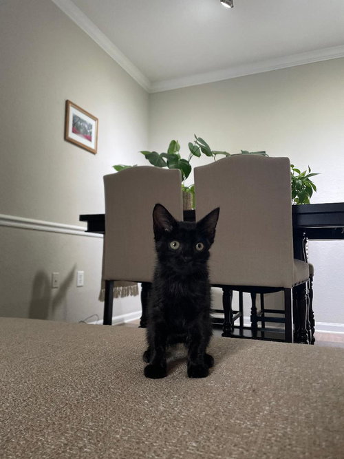 Lulu photo 2