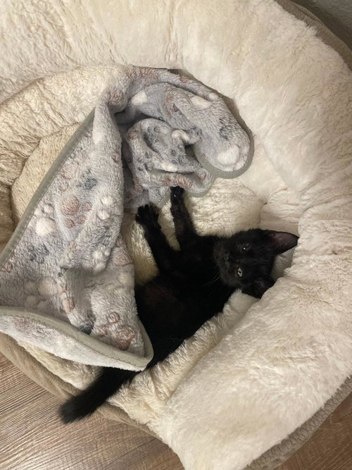 Lulu photo 4