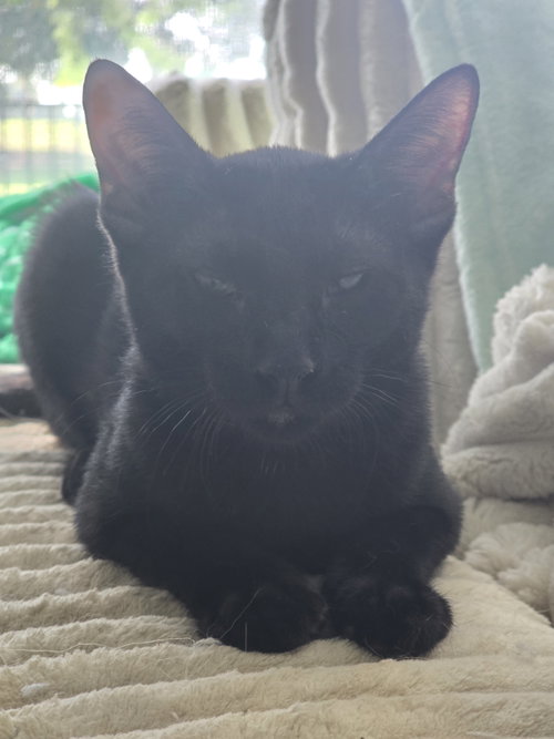 Luci