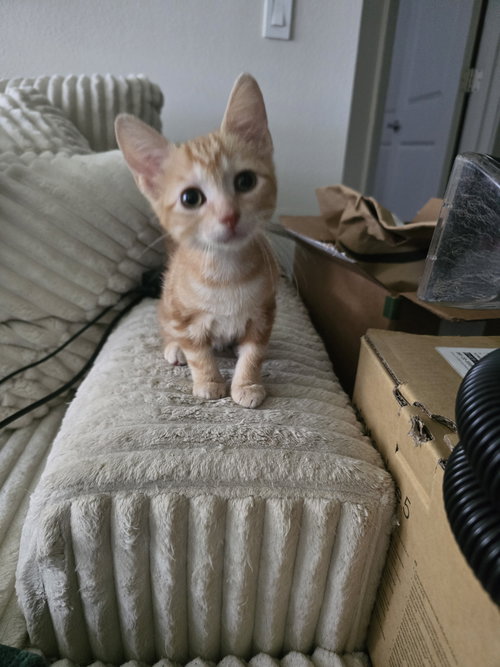 Clementine photo 2