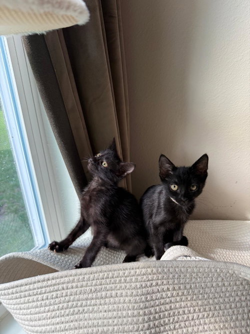Onyx photo 3