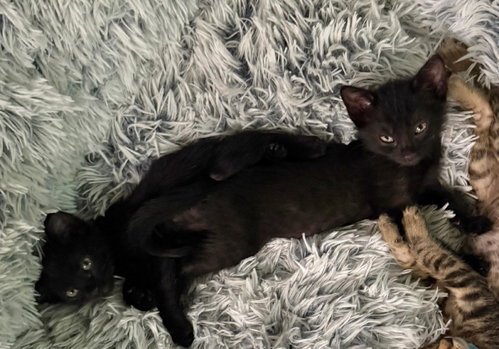 Onyx photo 2