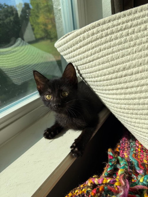 Onyx