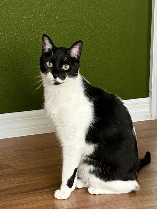 Oreo photo 2