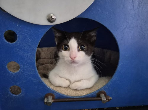 MORRIGAN
