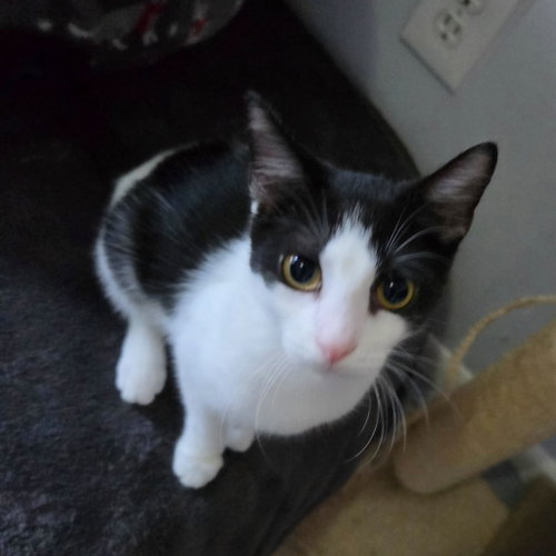 picture of the cat needing adoption