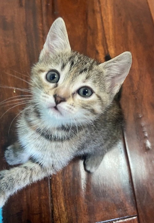 Snickerdoodle