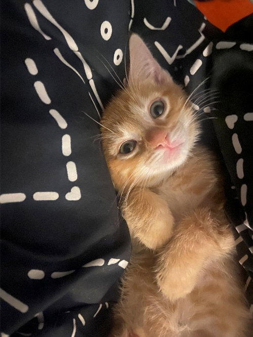 Butterscotch Cookie