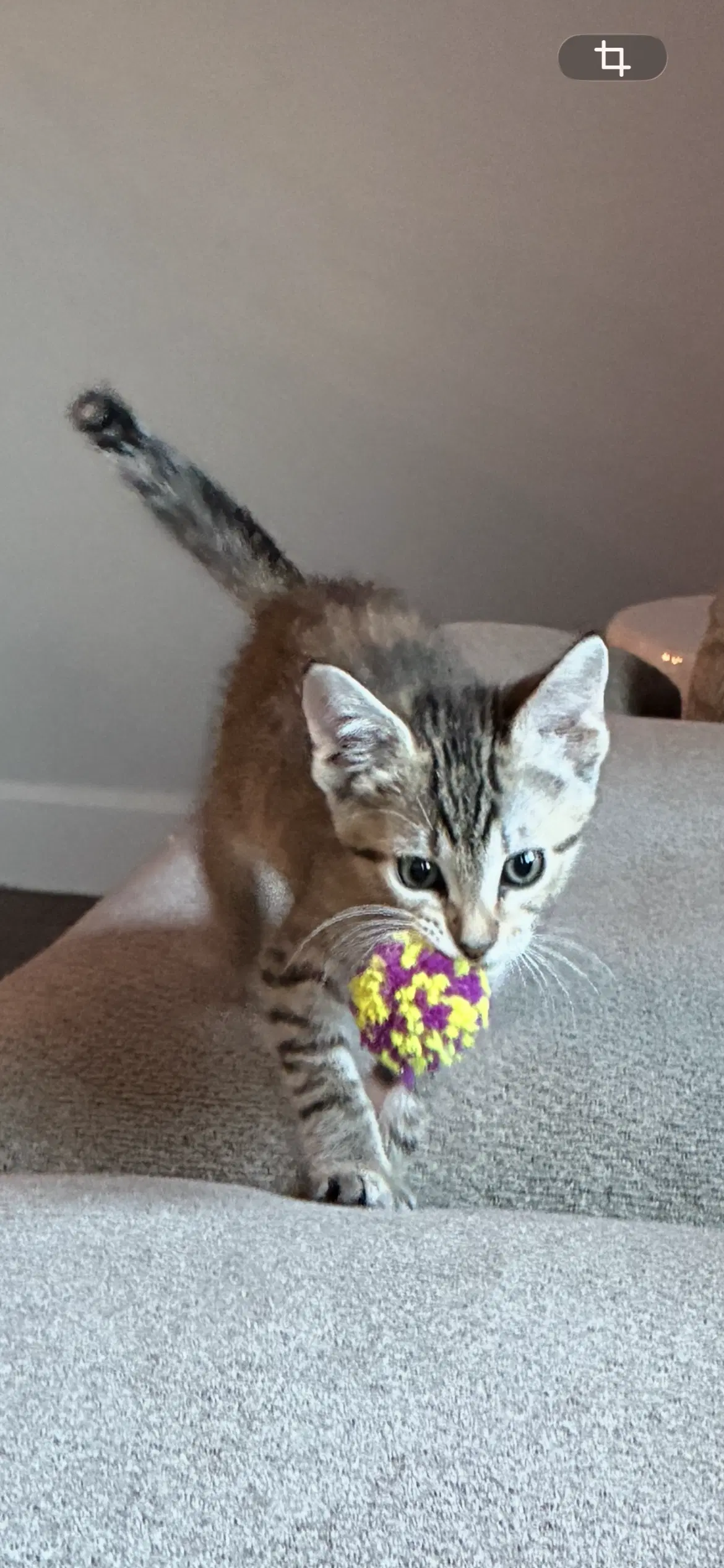 Wendy - Tabby