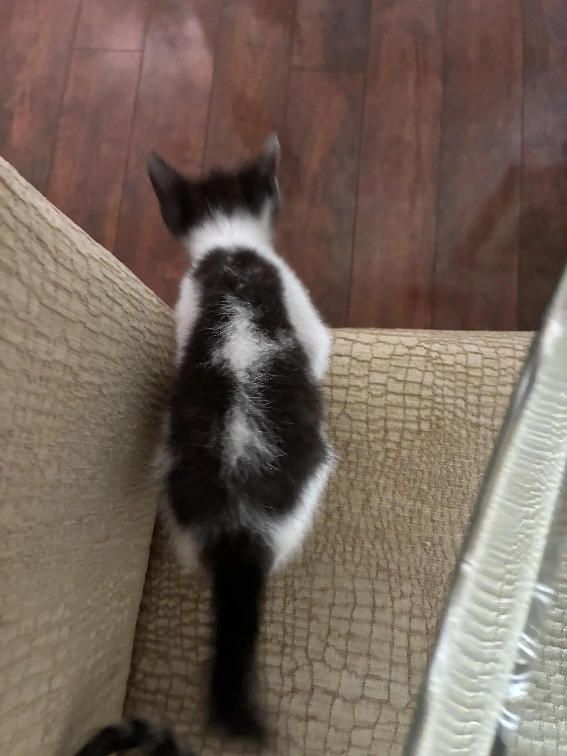 Willa Aka Skunk - Domestic Short Hair