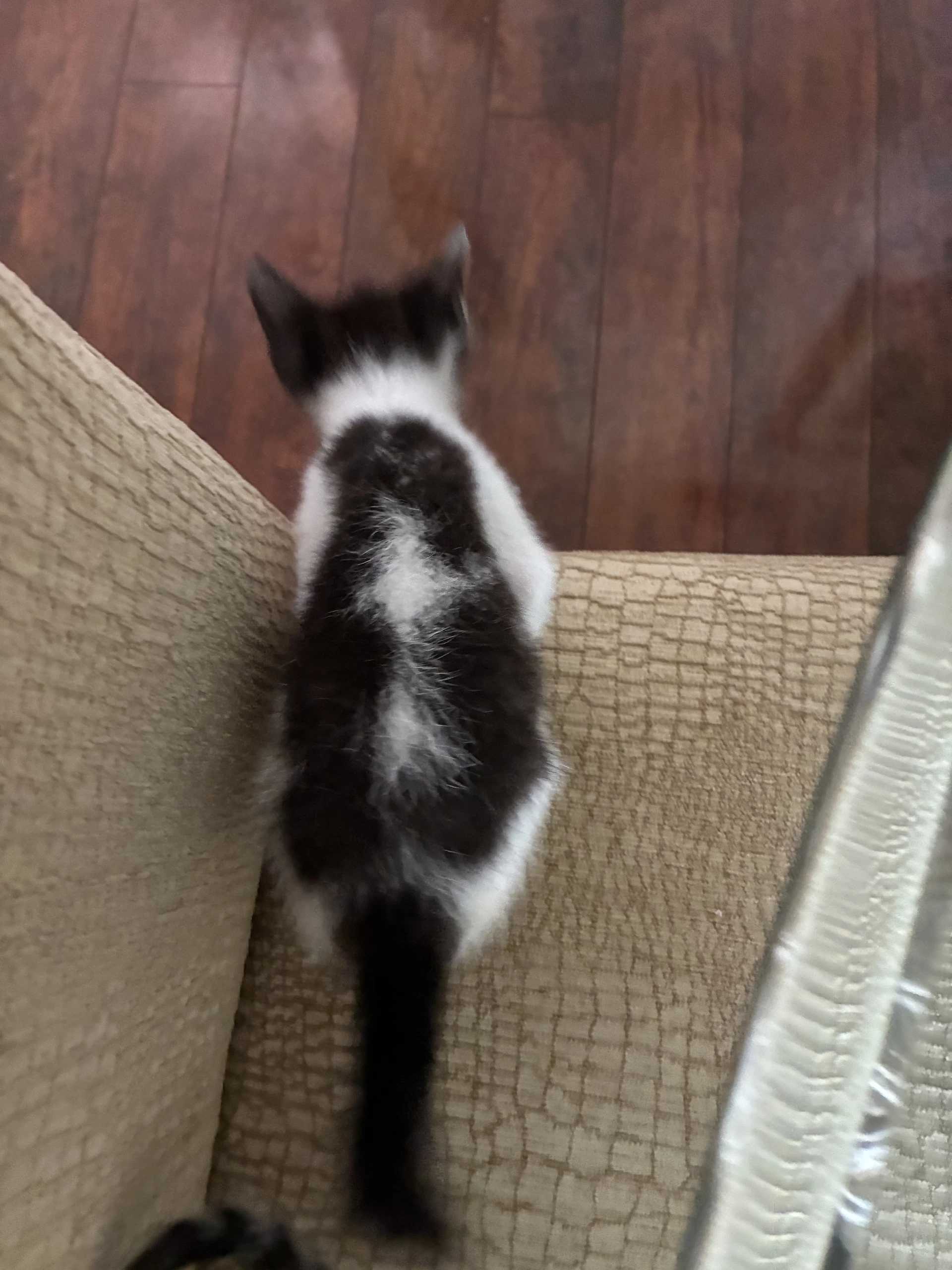 Willa Aka Skunk