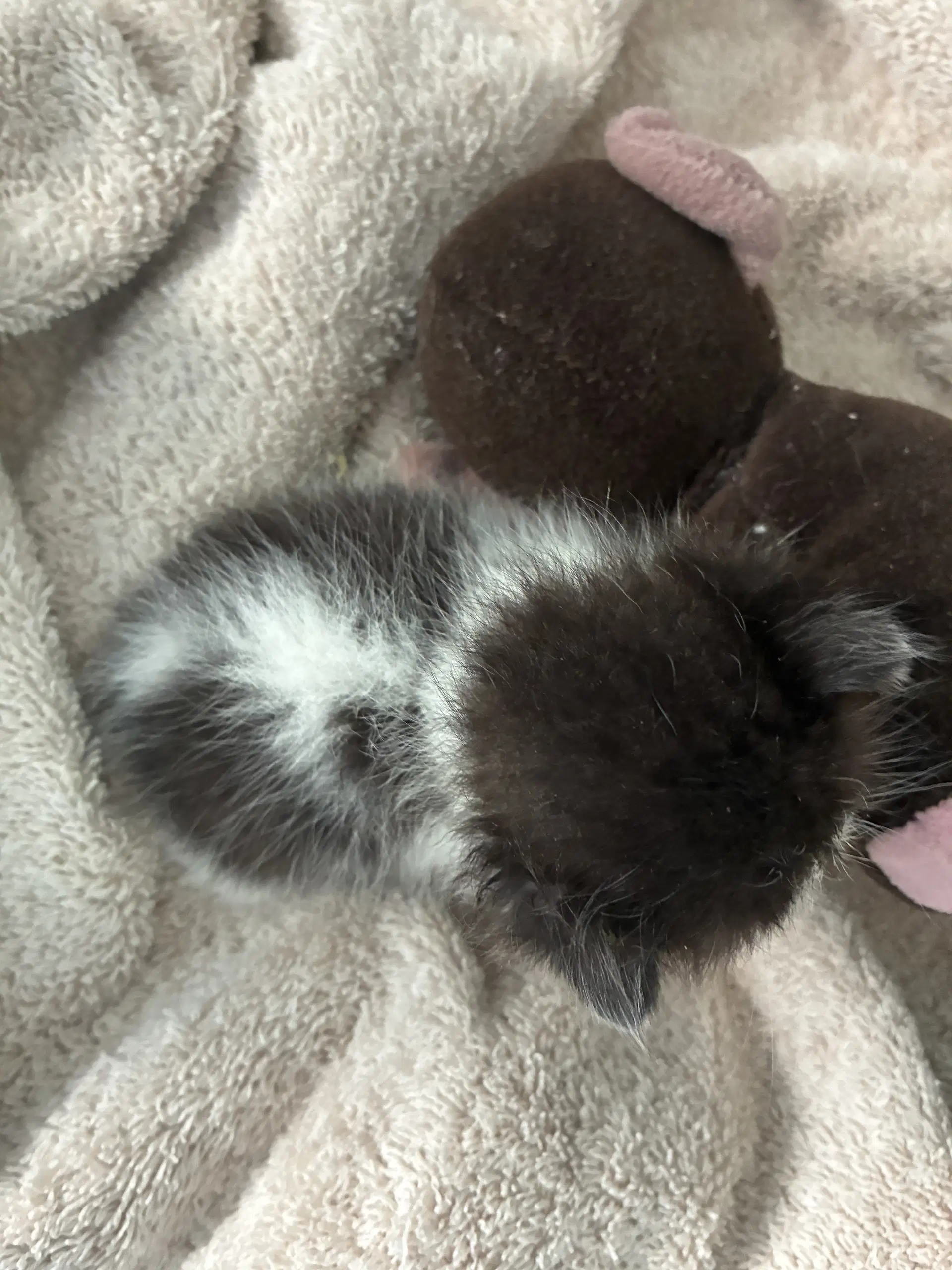 Willa Aka Skunk image 3
