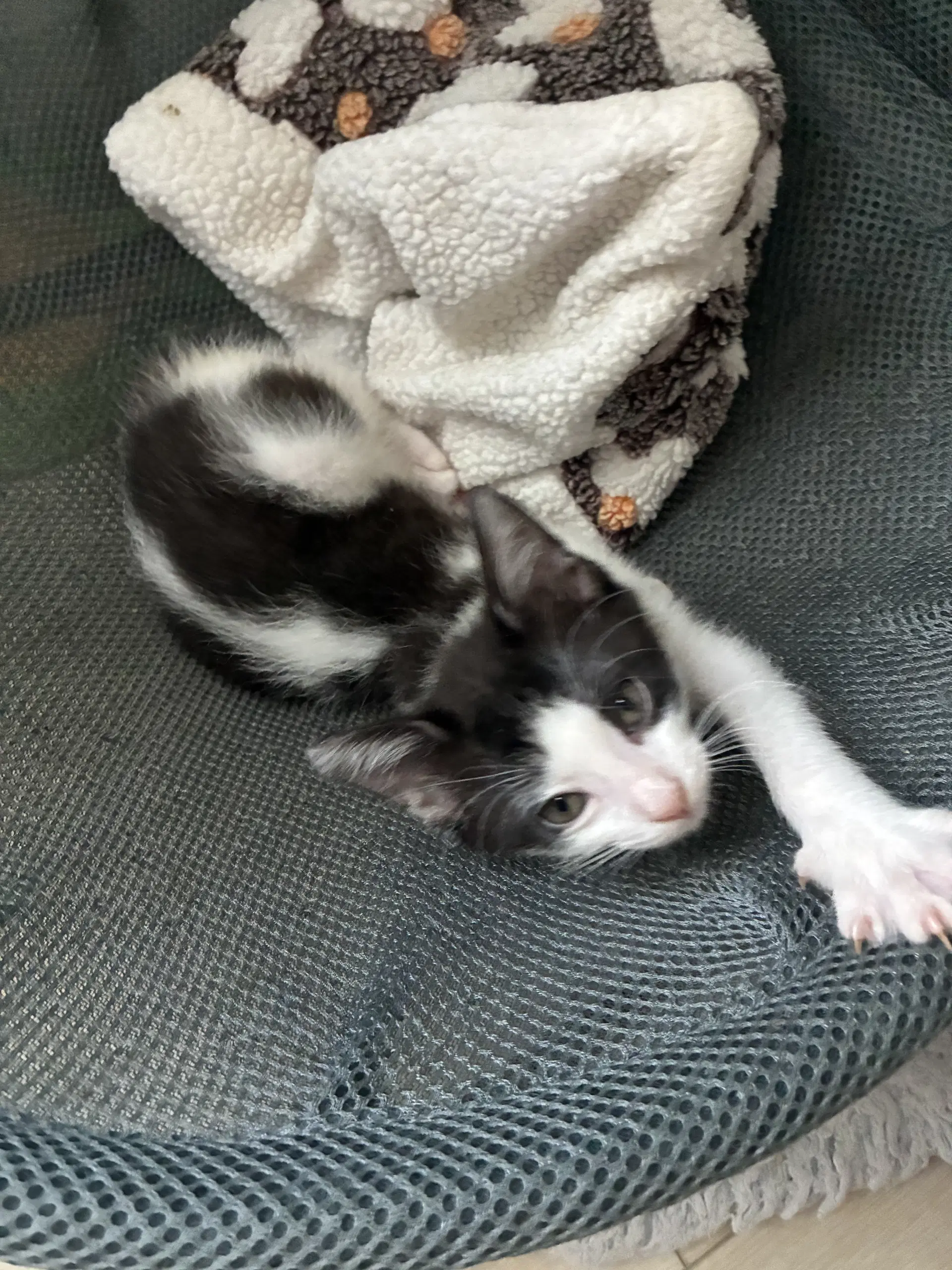 Willa Aka Skunk image 2