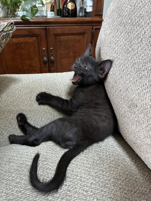 Willee Wonka