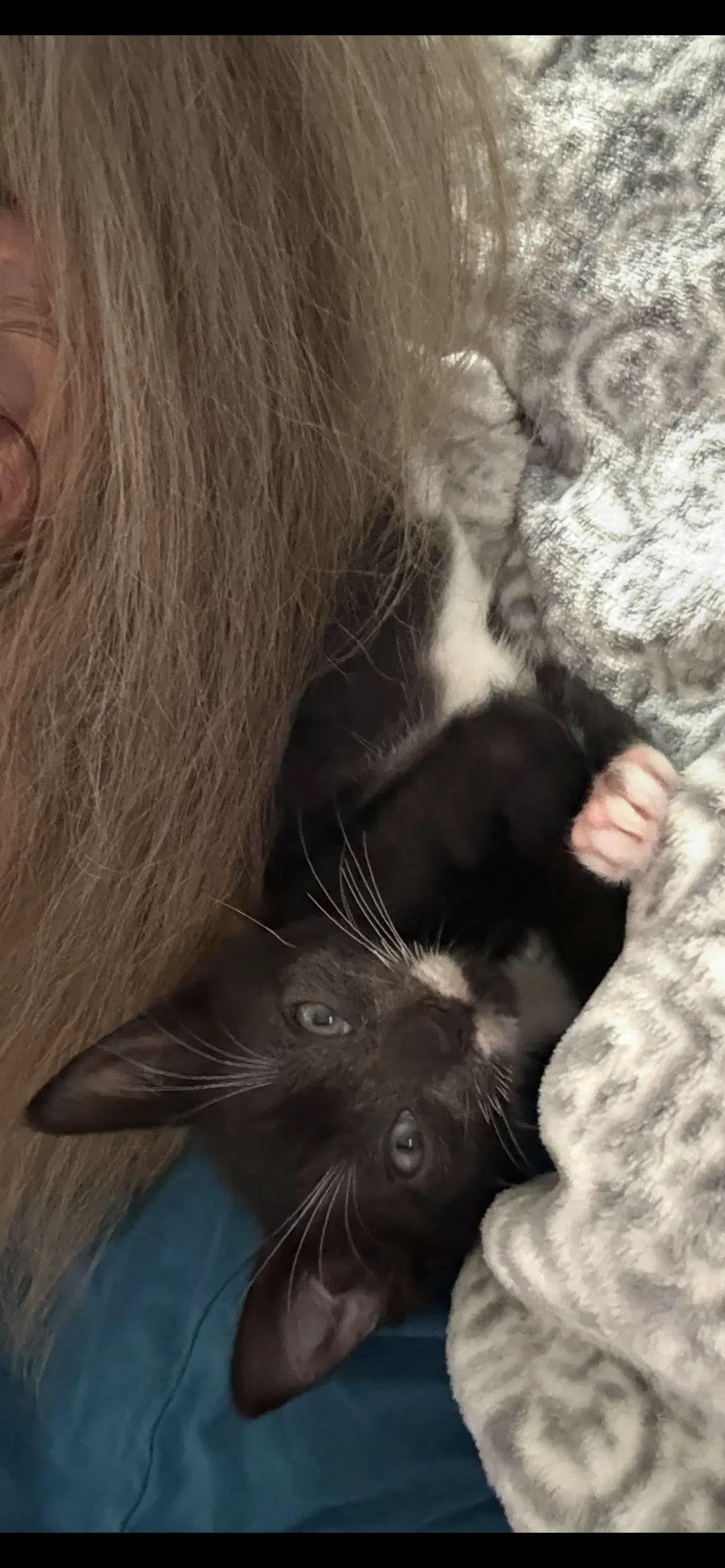 Weeble - American Shorthair