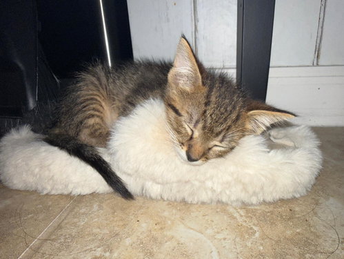 Jasper photo 3