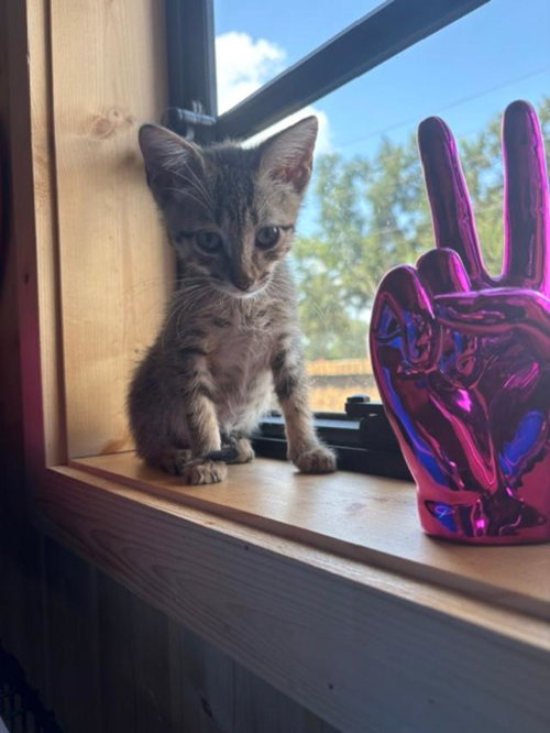Jimmy