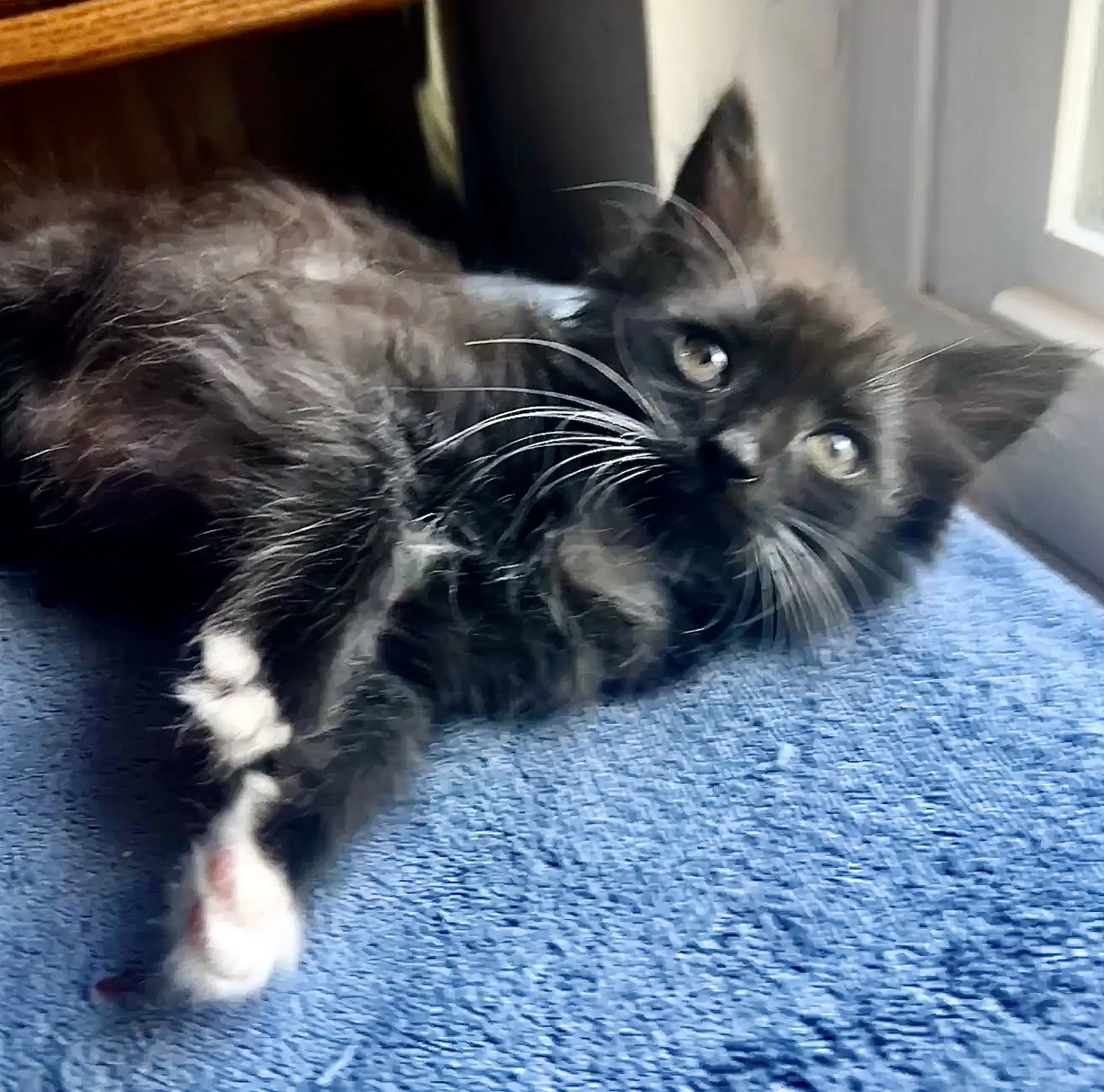 Mocha - Domestic Short Hair