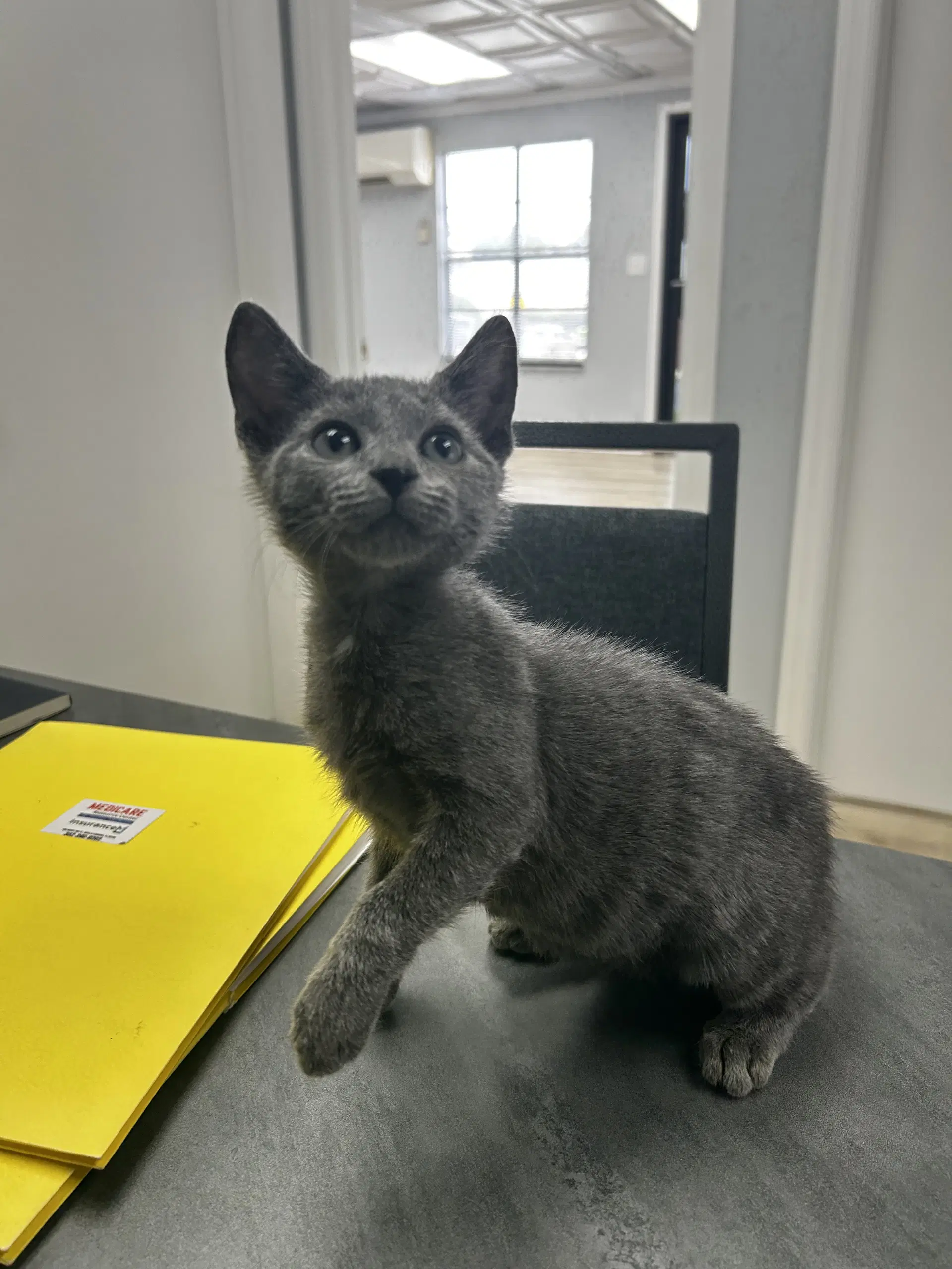 Grande Female - Domestic Short Hair