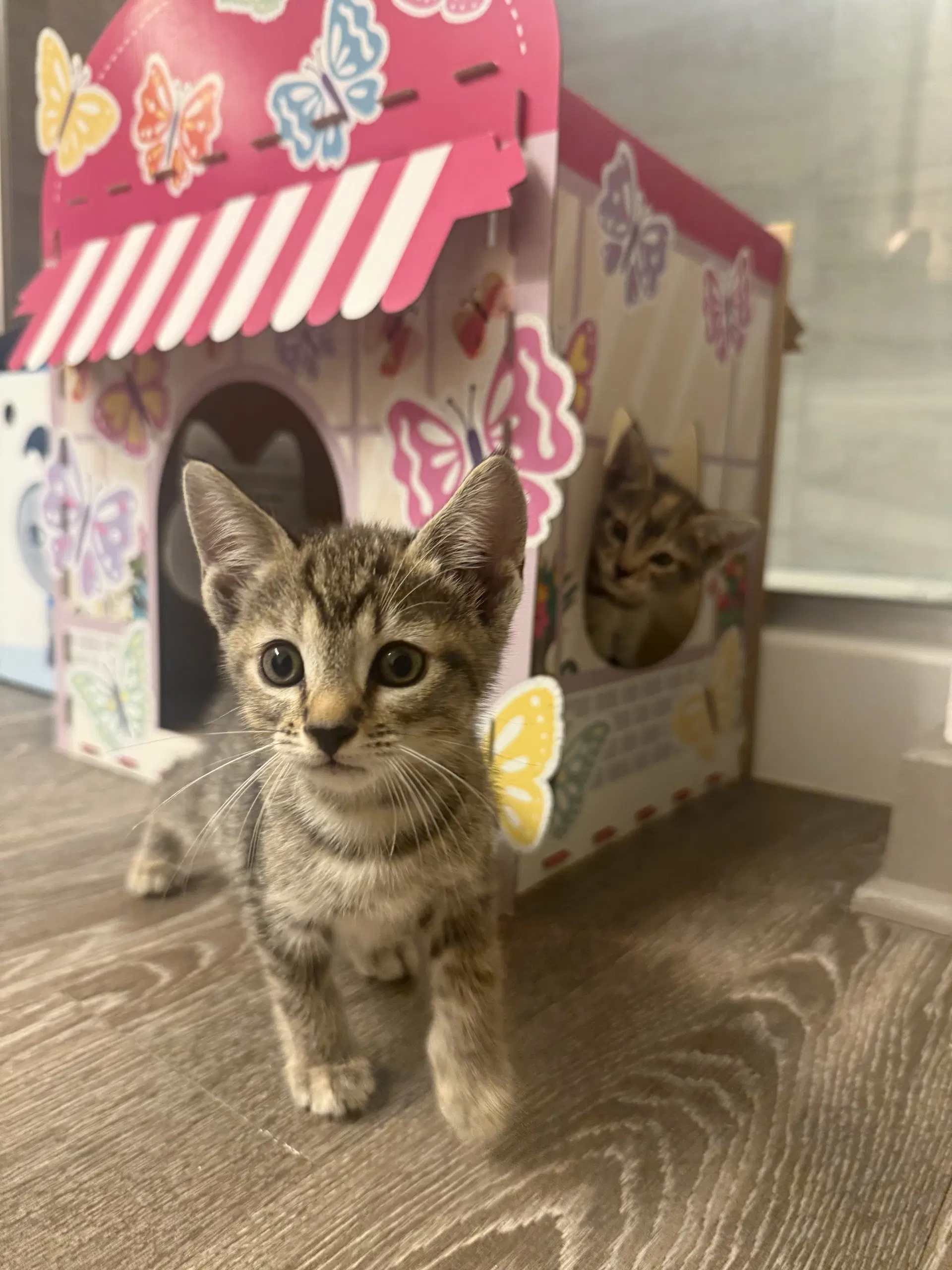 Rae - Domestic Short Hair