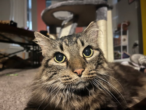 picture of the cat needing adoption