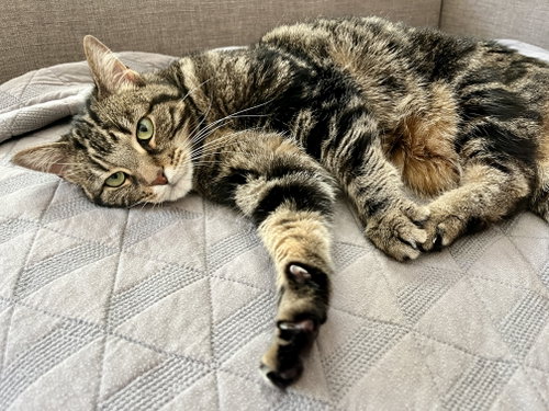 Luna, a cat for adoption from Kindness For Cats Inc