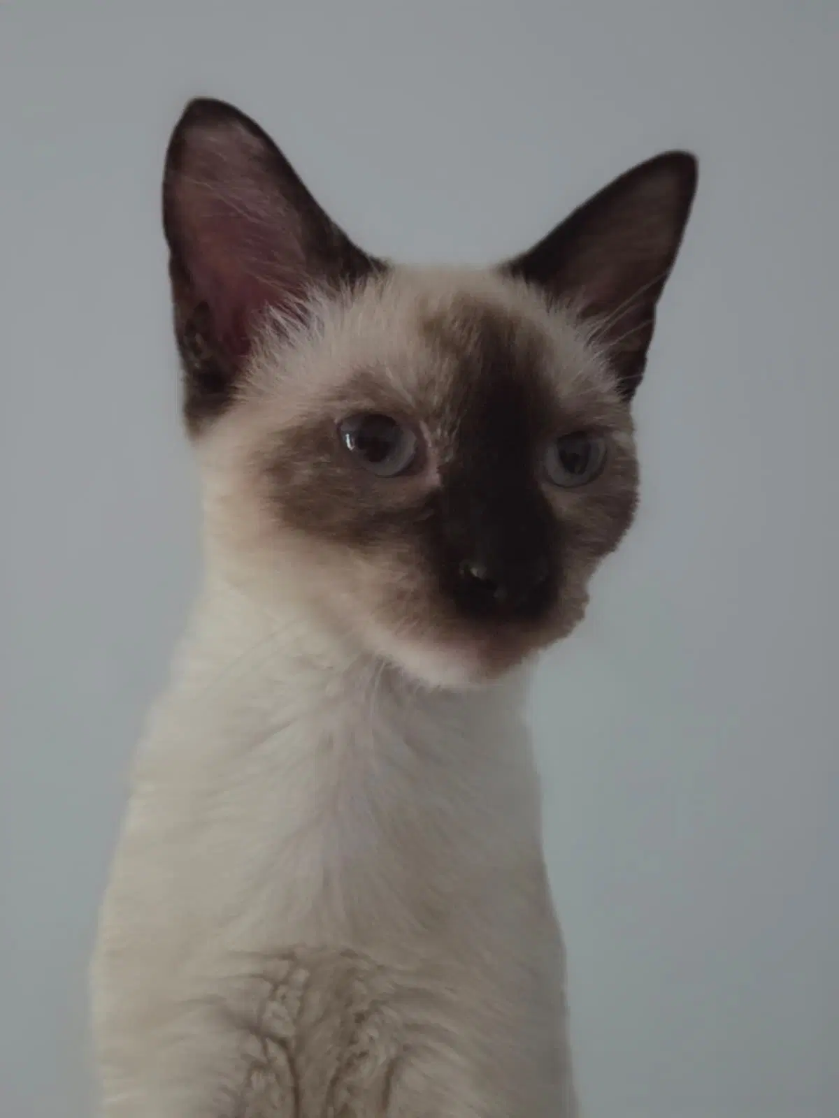 Ivy - Domestic Short Hair