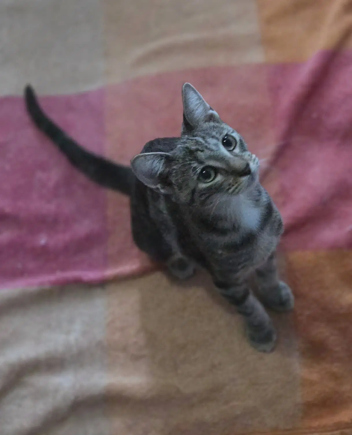 Rose - Domestic Short Hair