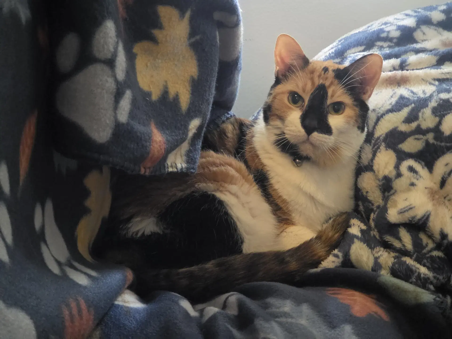 Moxie Mosaic - Domestic Short Hair