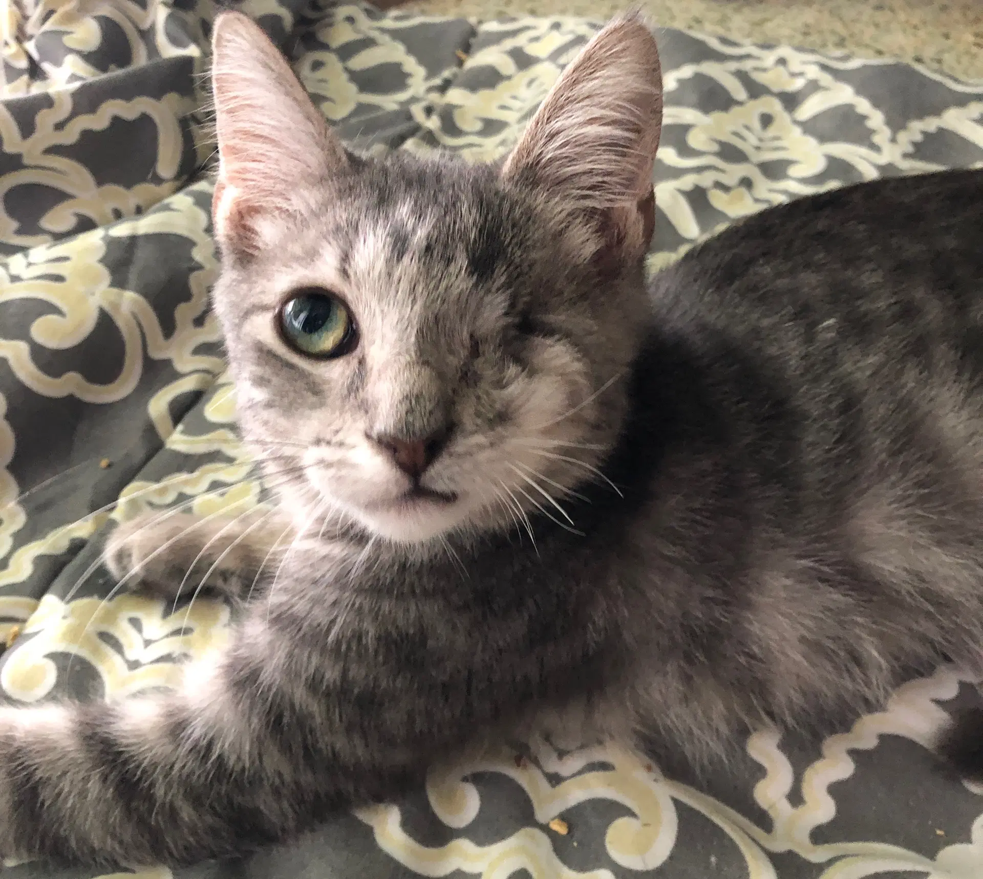 Skippy - Domestic Short Hair