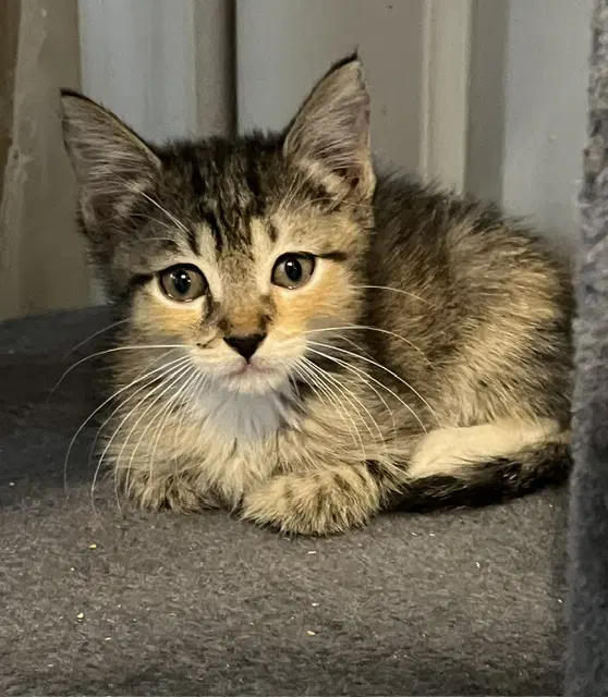 Trixie - Tabby