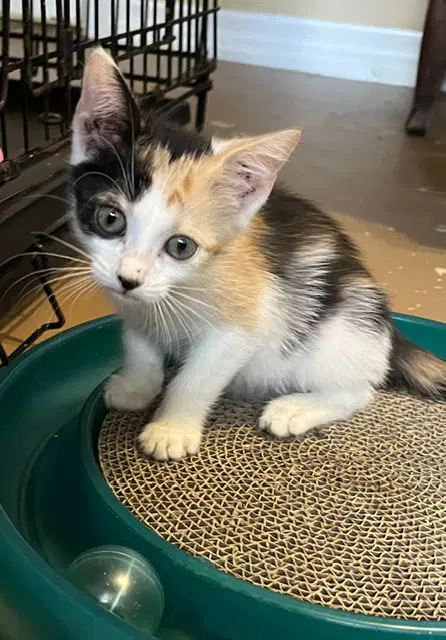 Pixie - Calico