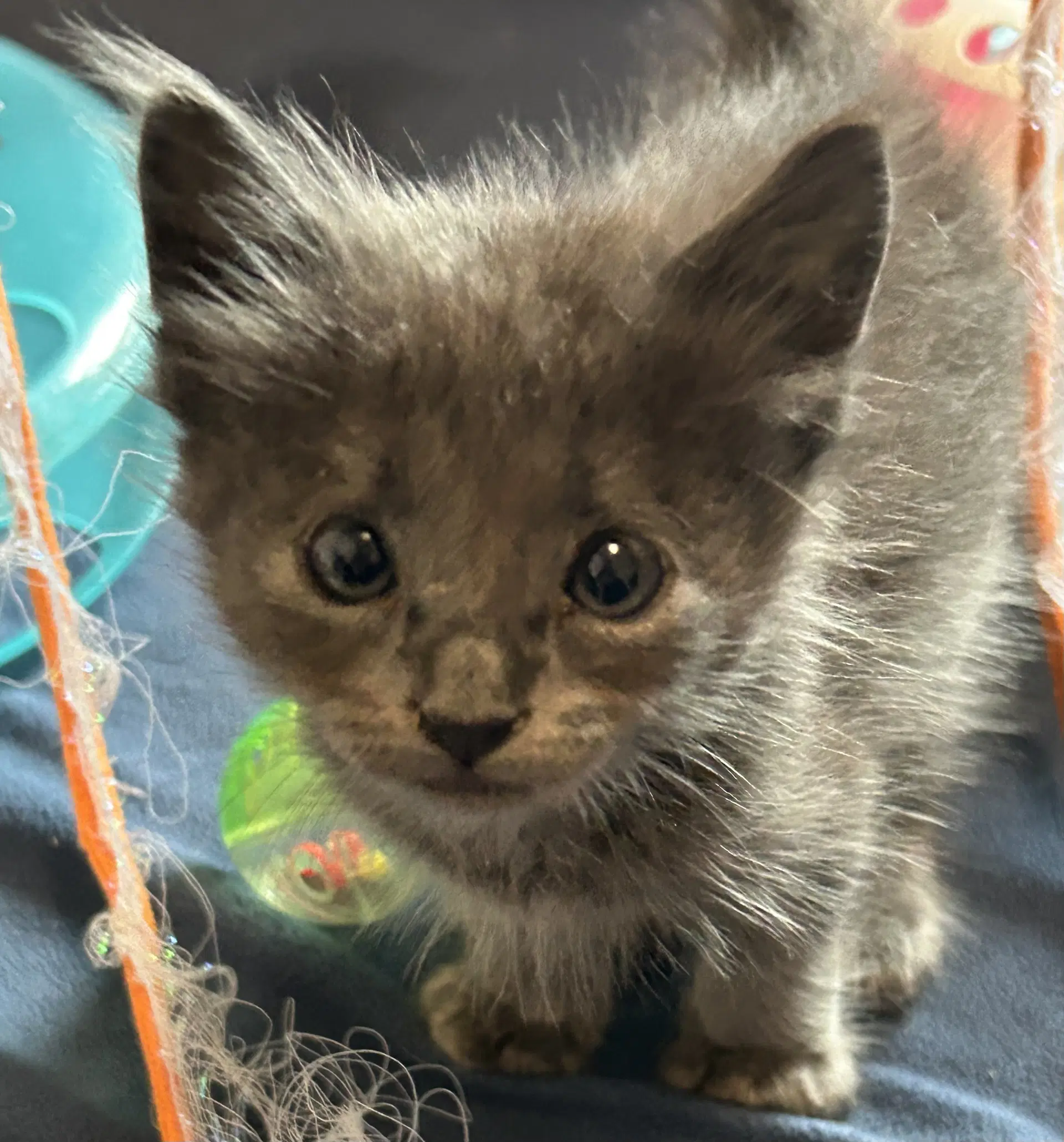 Storm - Domestic Medium Hair