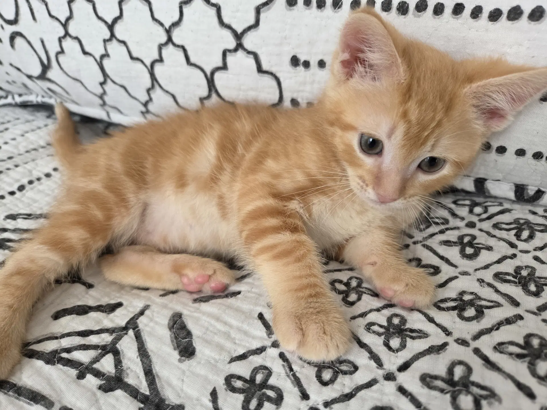 Fazool - Domestic Short Hair