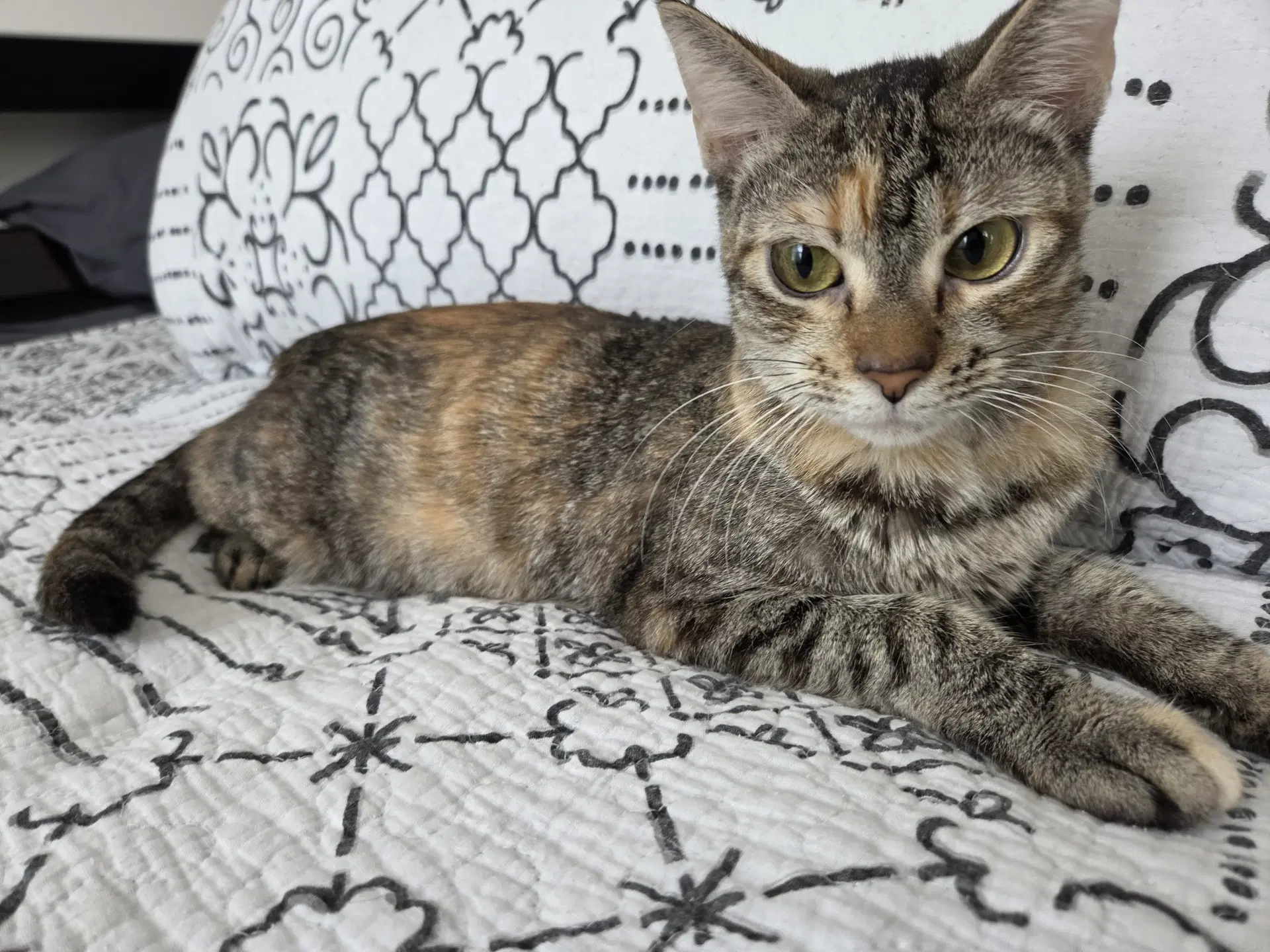 Mamma Mia - Domestic Short Hair