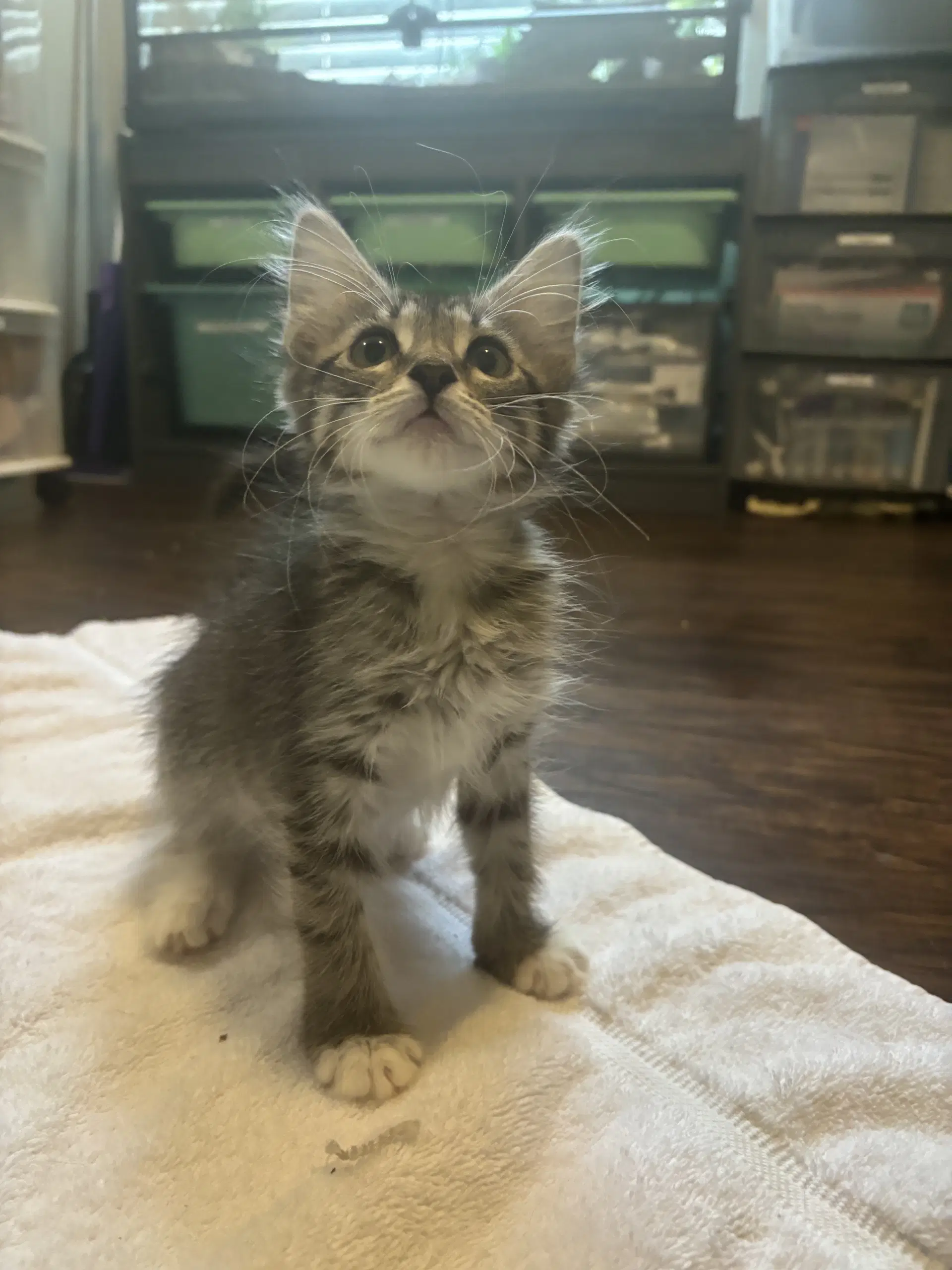 Electra - Domestic Medium Hair