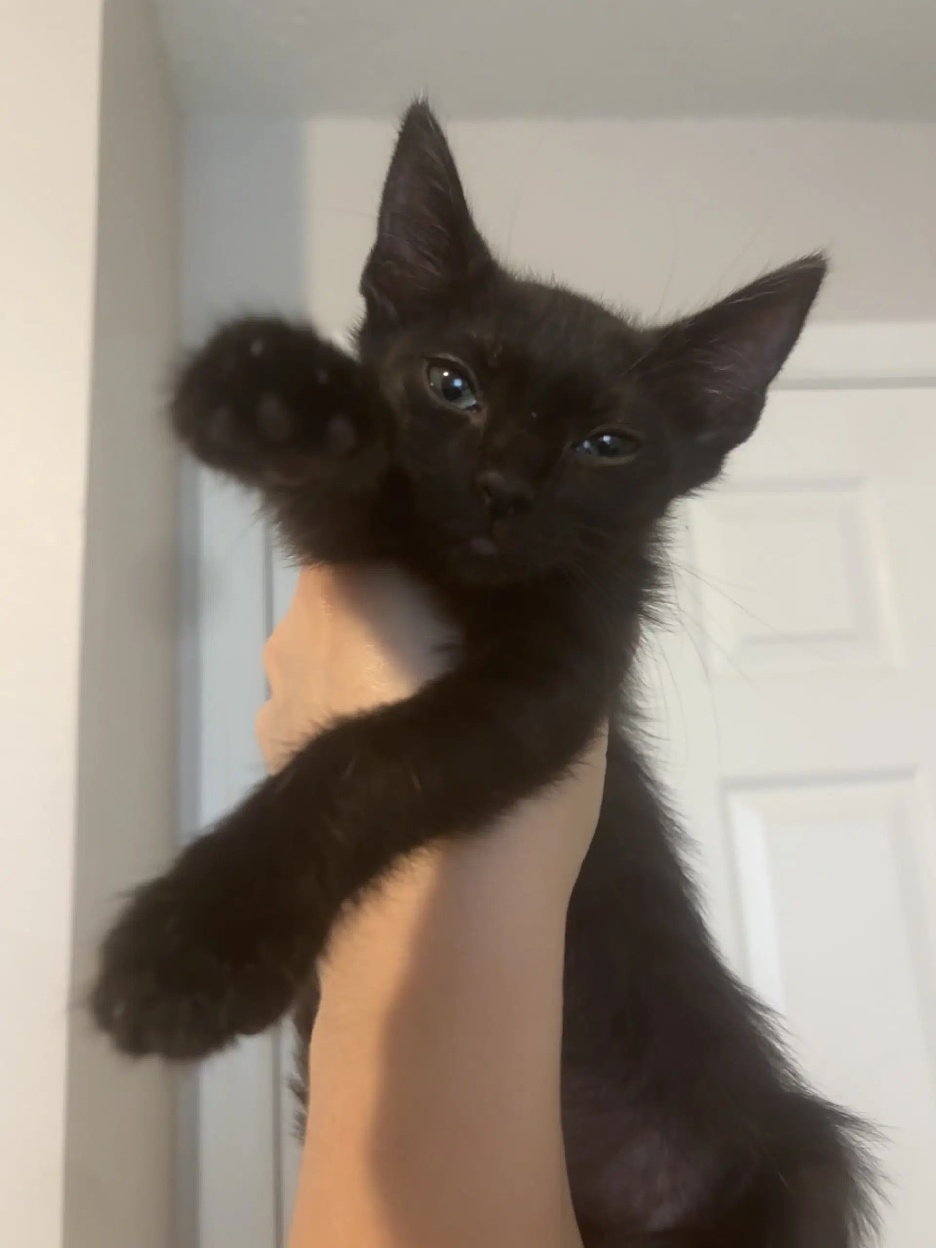 Shadow - Domestic Short Hair