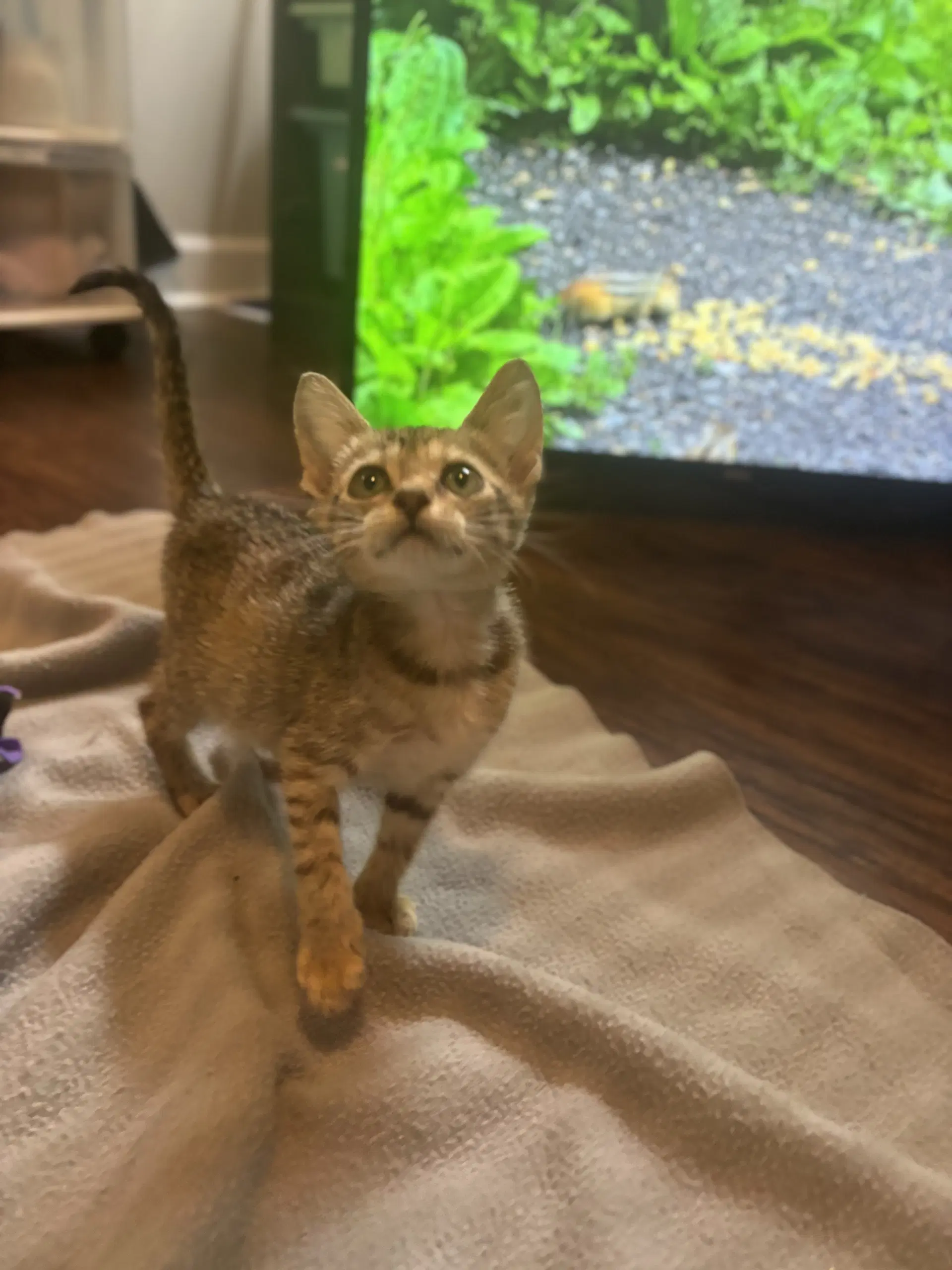 Louise - Domestic Short Hair