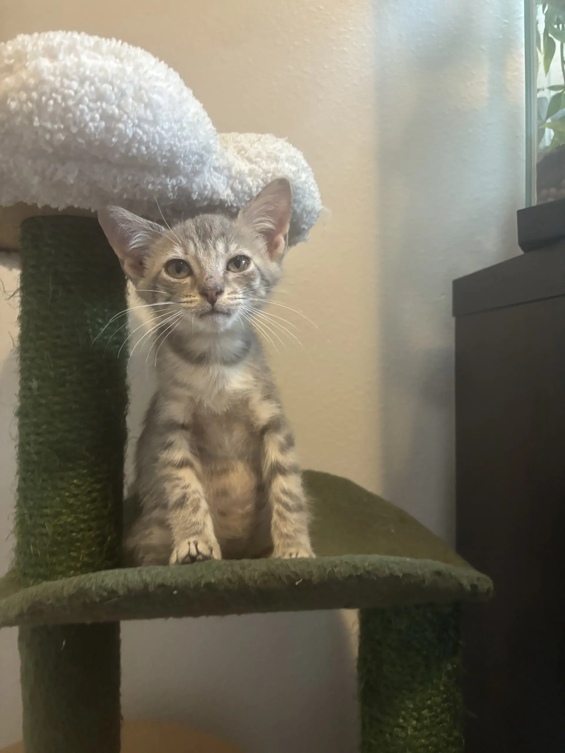 Tina - Domestic Short Hair