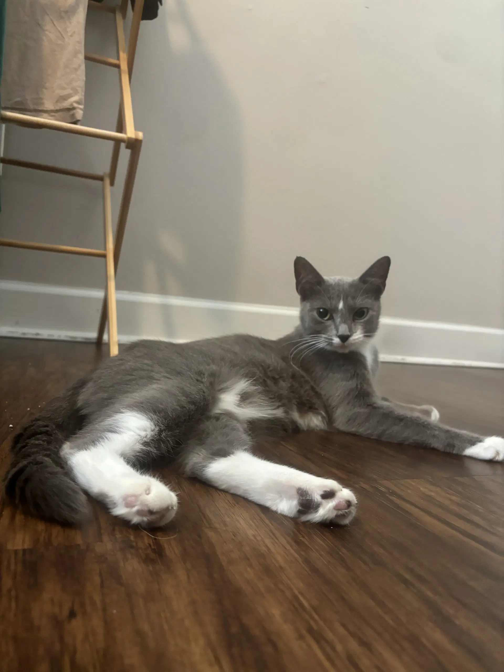 Kelly - Domestic Short Hair