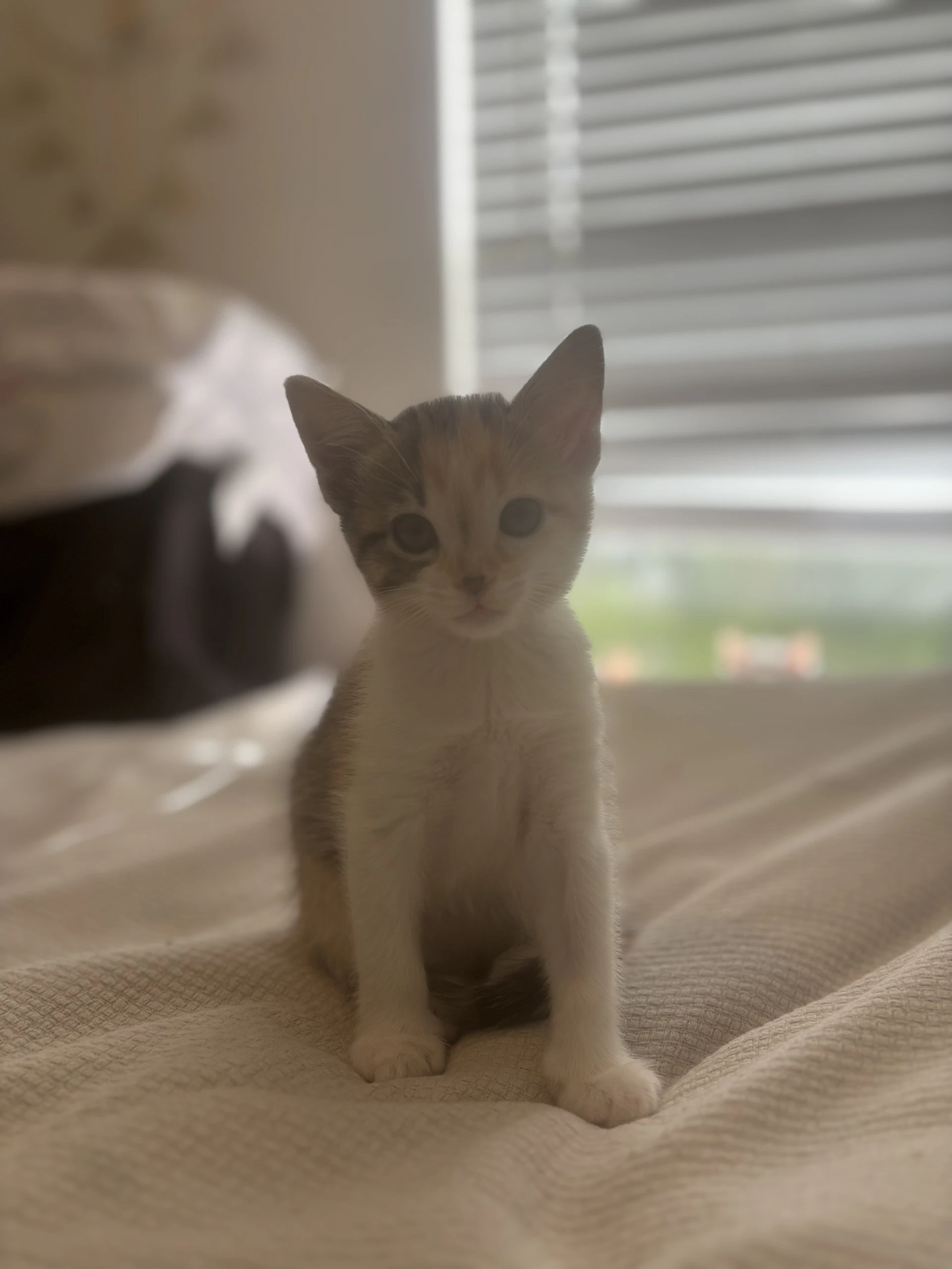Kai
