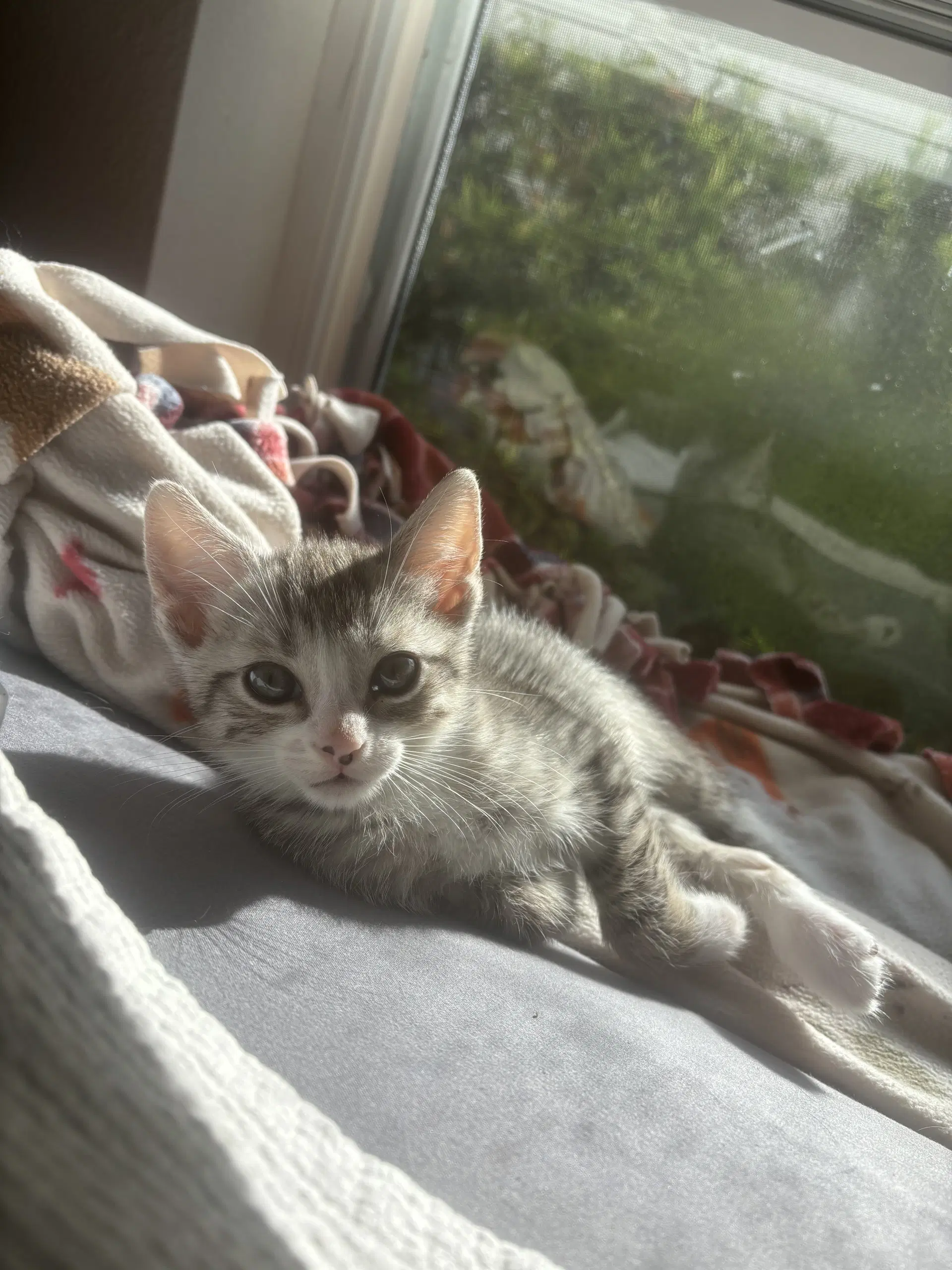 Gerry - Domestic Short Hair