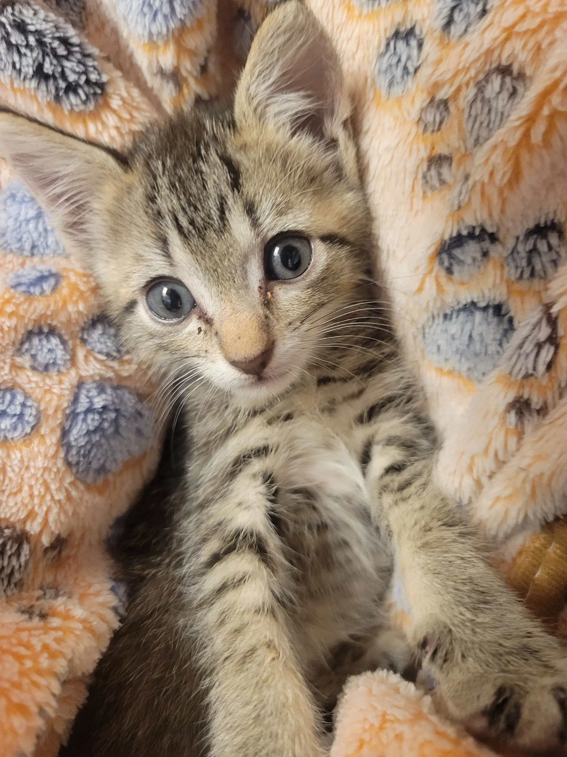 Bella - Tabby