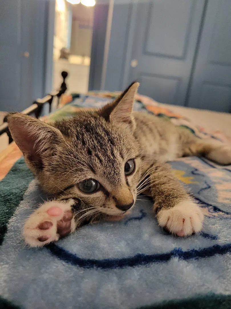 Jacob - Tabby